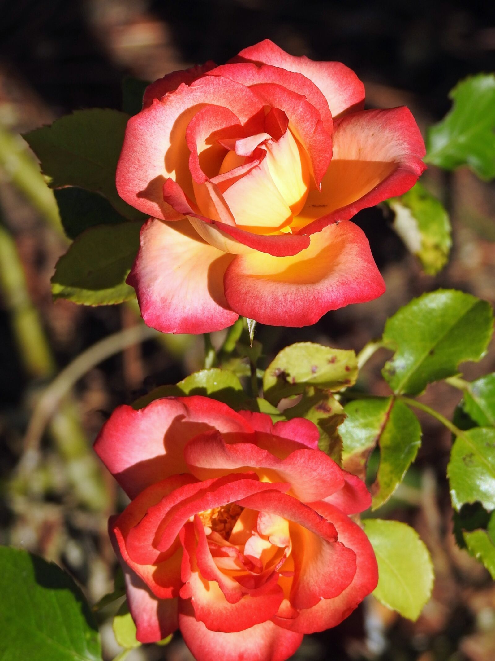 Nikon Coolpix P900 sample photo. Flowers, roses, color orange photography