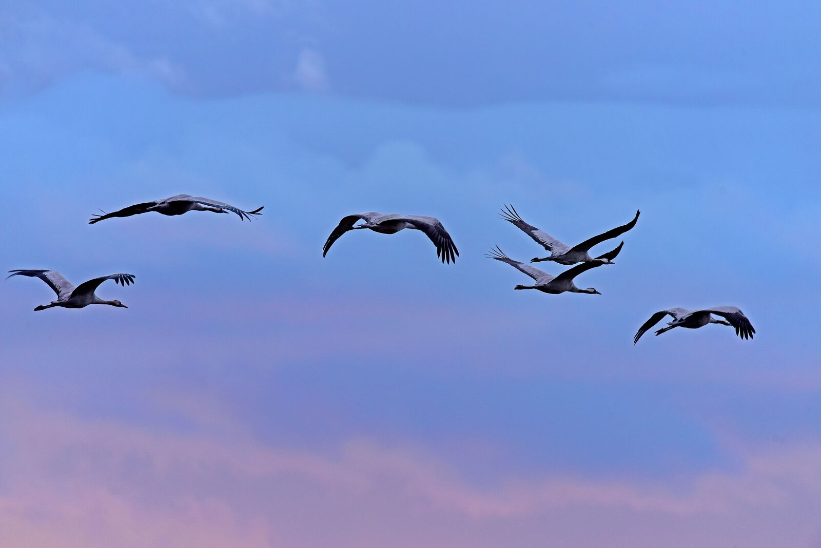 Nikon D750 sample photo. Cranes, birds, roosting flight photography