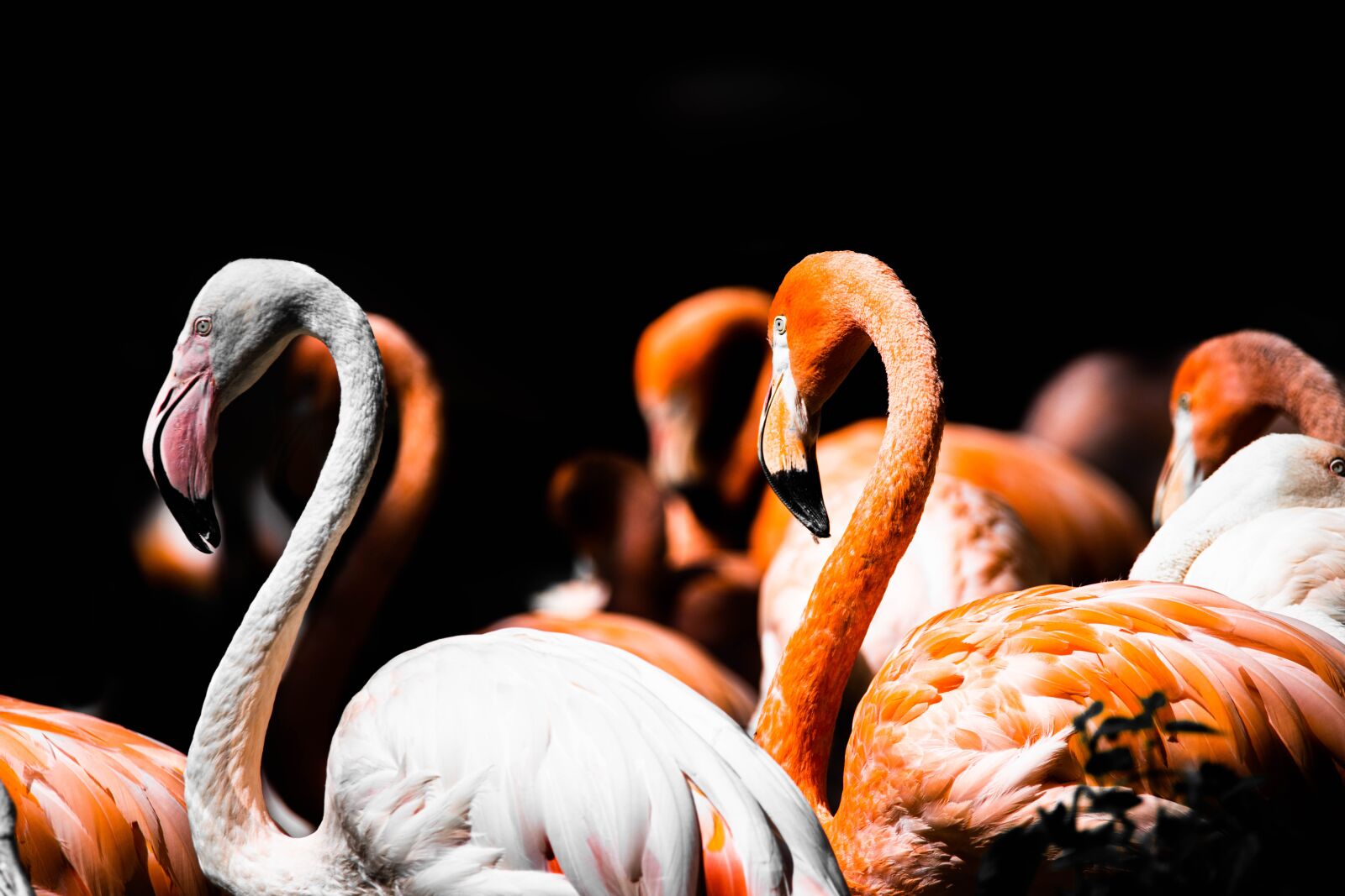 Nikon D850 sample photo. Flamingo, herd, swarm photography