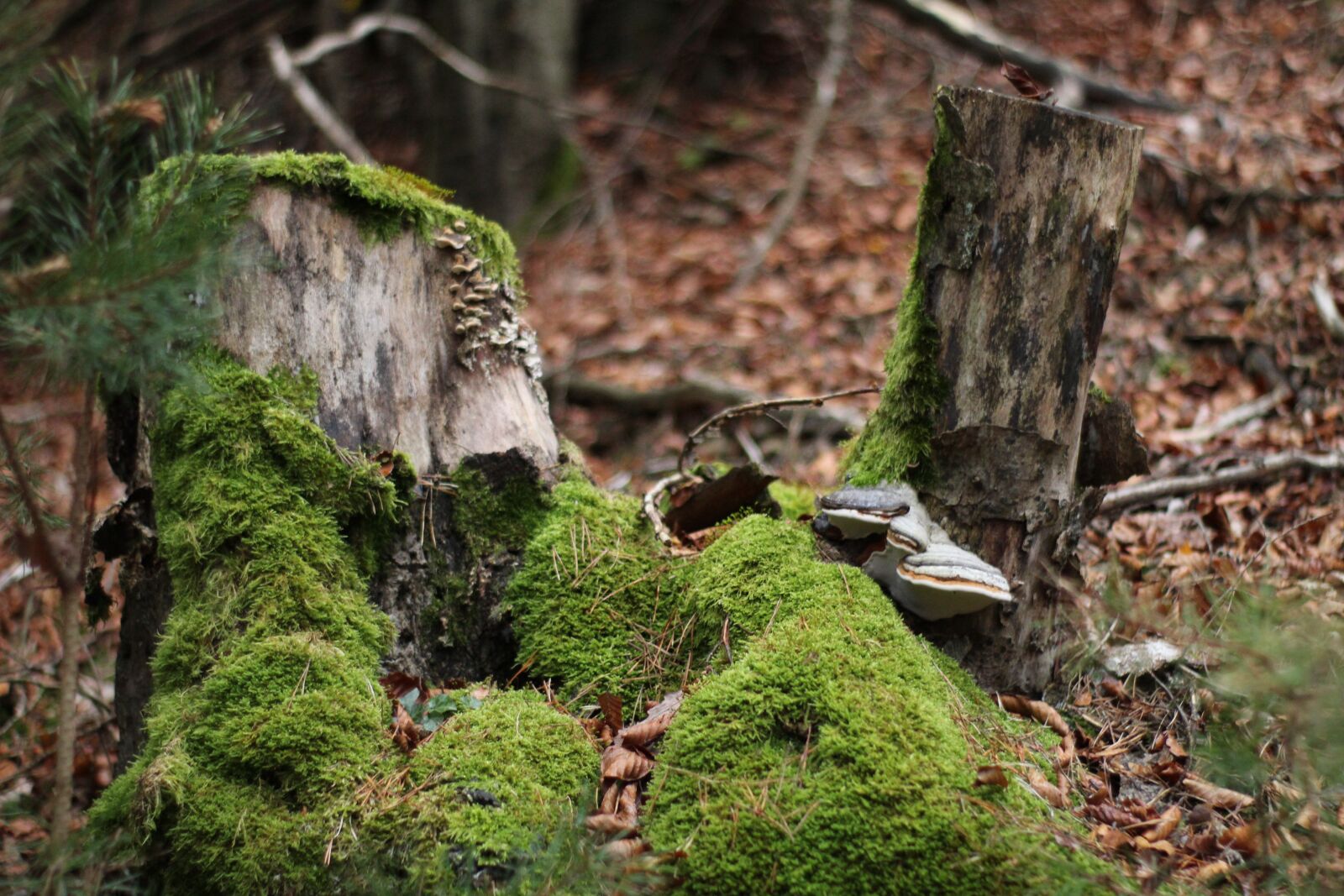 Canon EOS 1300D (EOS Rebel T6 / EOS Kiss X80) sample photo. Tree stump, moss, nature photography