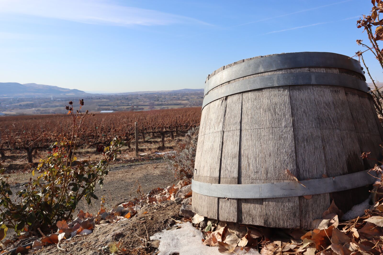 Canon EF-M 15-45mm F3.5-6.3 IS STM sample photo. Vinyard, winery, wine barrel photography