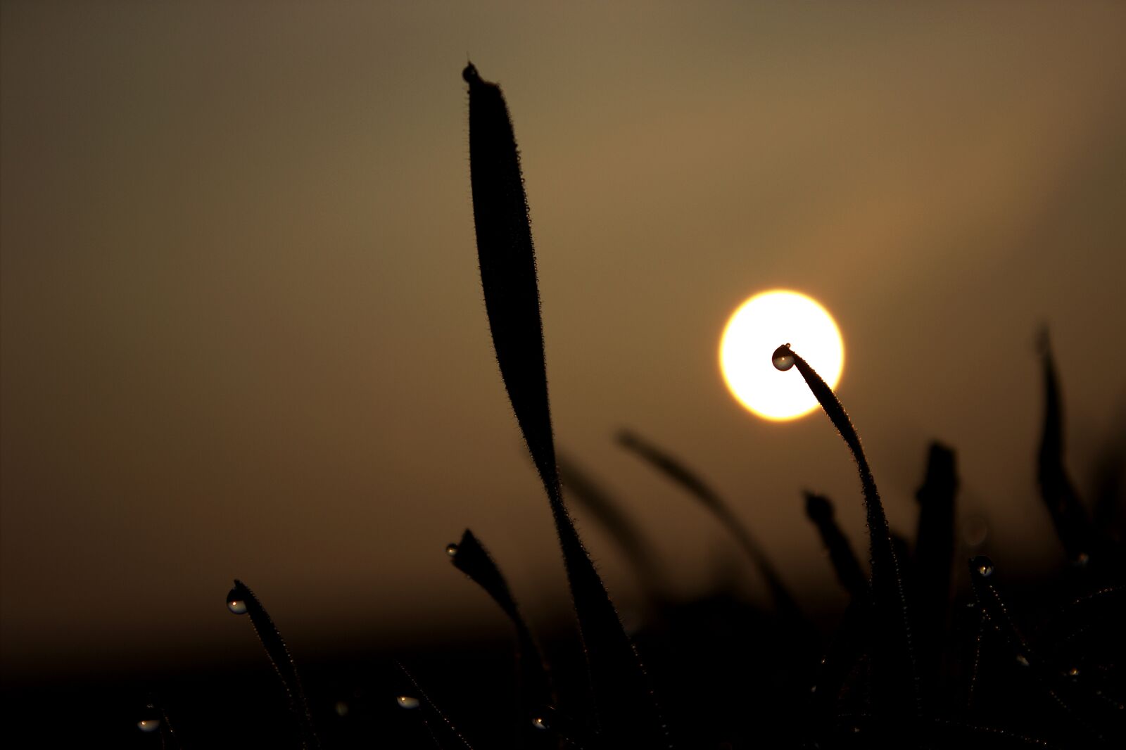 Canon EOS 600D (Rebel EOS T3i / EOS Kiss X5) sample photo. Grass, sun, meadow photography