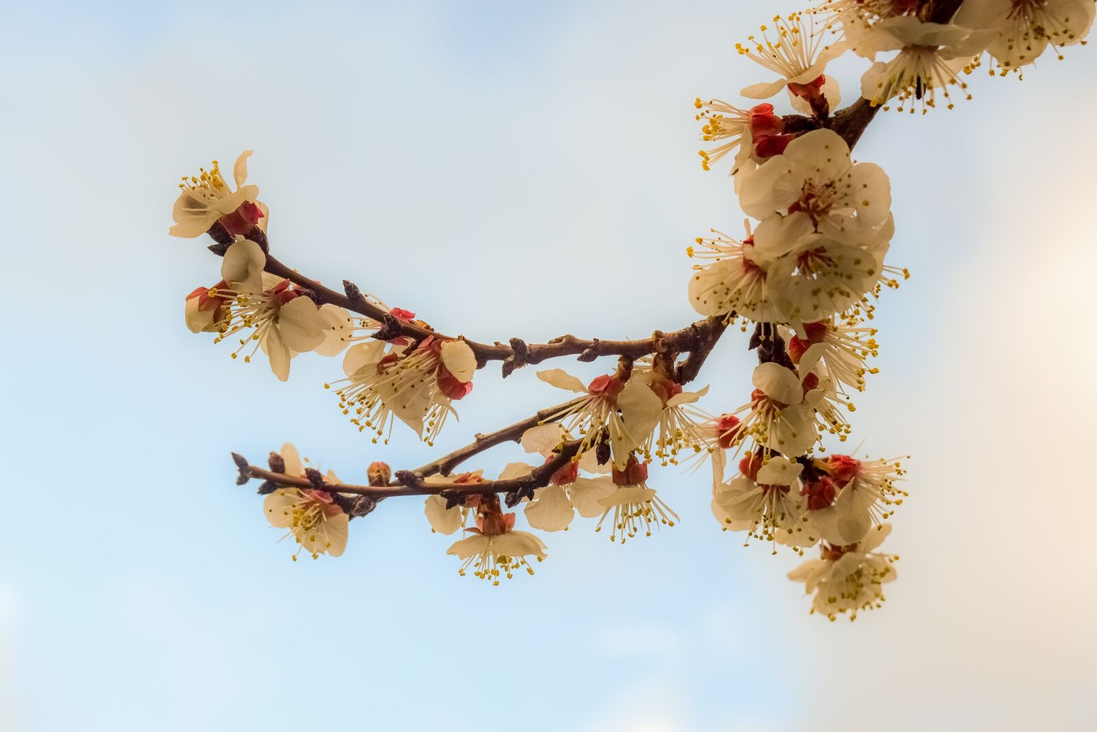 Nikon D3300 sample photo. Almond tree, flowers, spring photography
