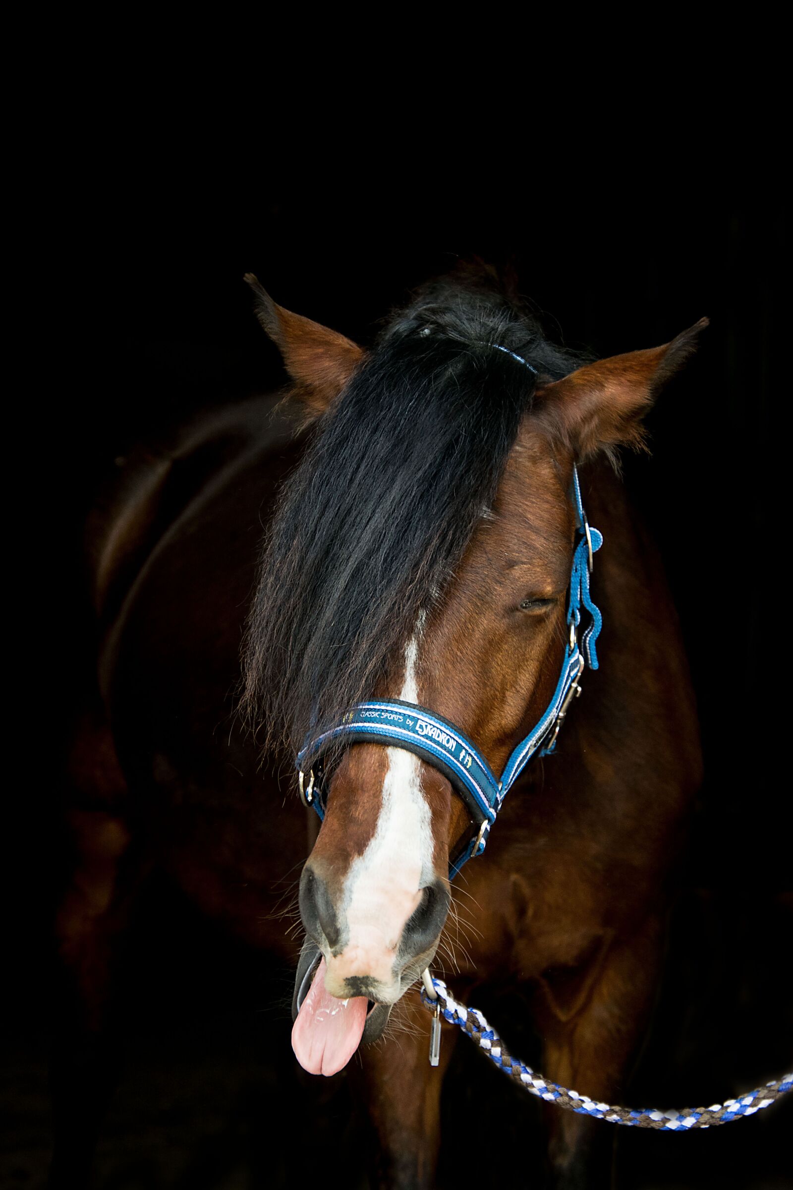 Nikon D3300 sample photo. Horse, pony, animal photography