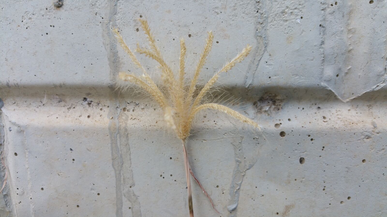 Samsung Galaxy Note4 sample photo. Grass, dry, wall photography