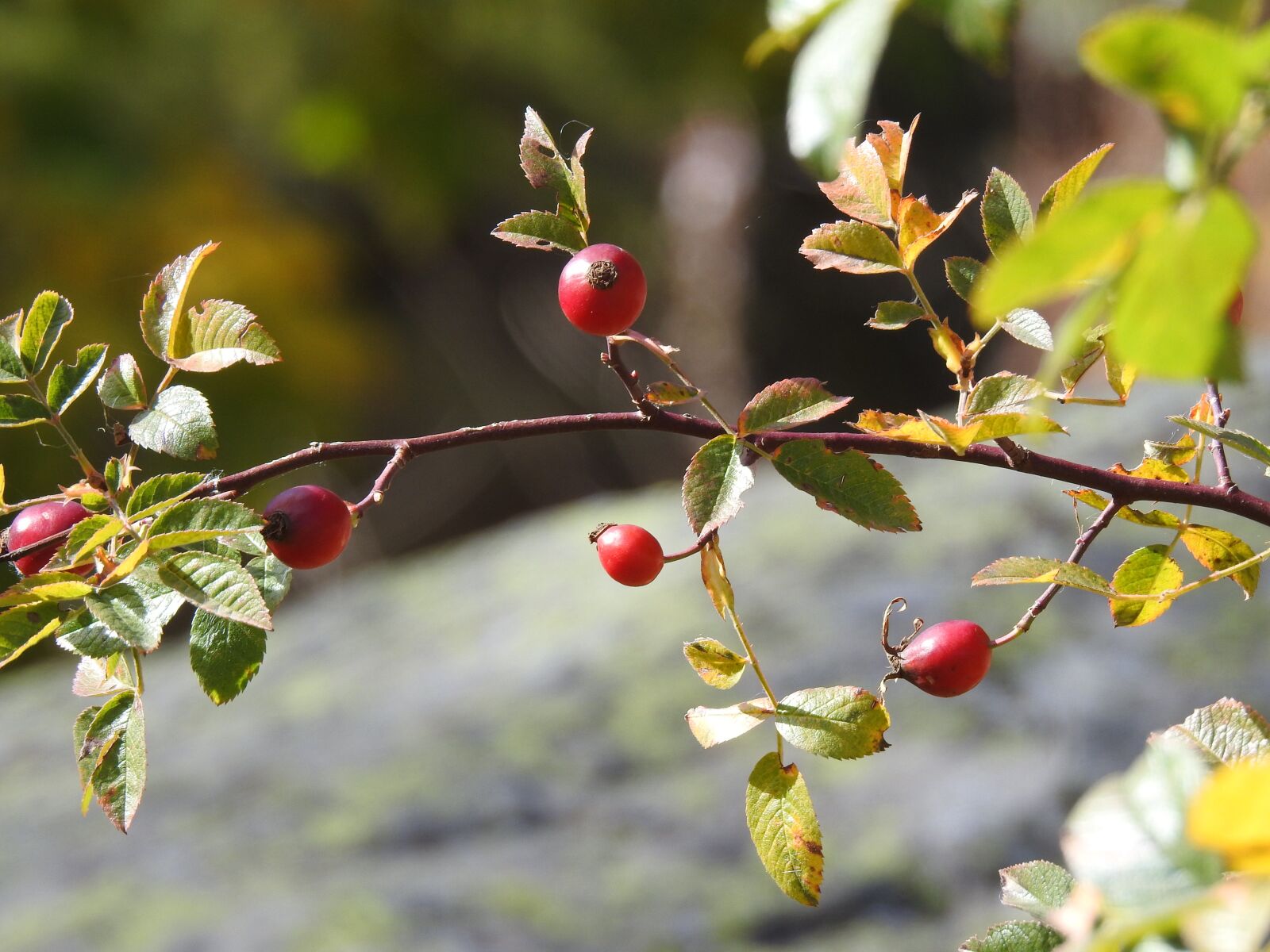 Nikon Coolpix P900 sample photo. Berry, red, autumn photography