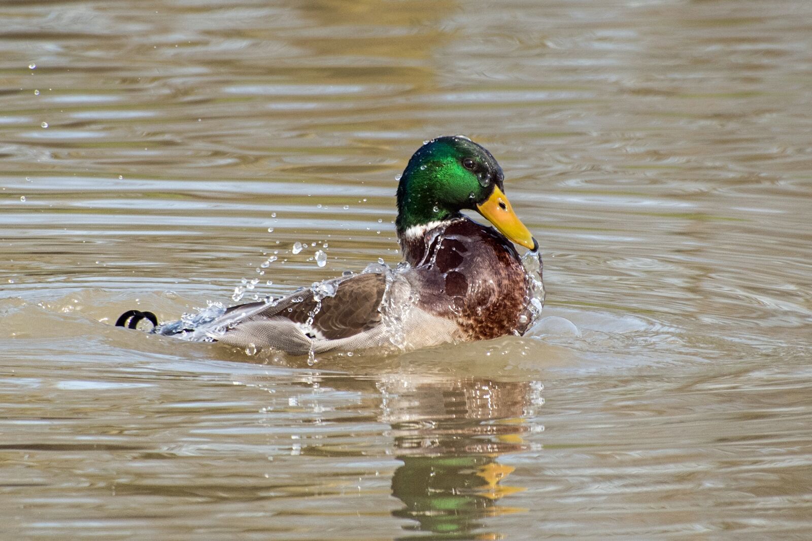 Nikon D500 sample photo. Duck, mallard, water photography