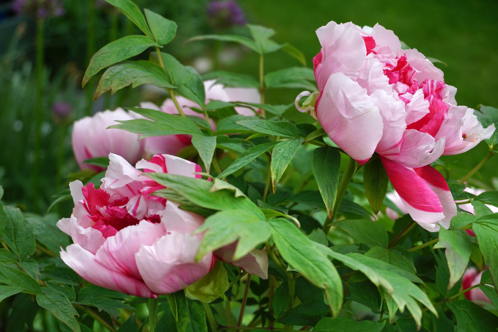 Sony E 16-50mm F3.5-5.6 PZ OSS sample photo. Shimanishiki, tree peony, bi-color photography