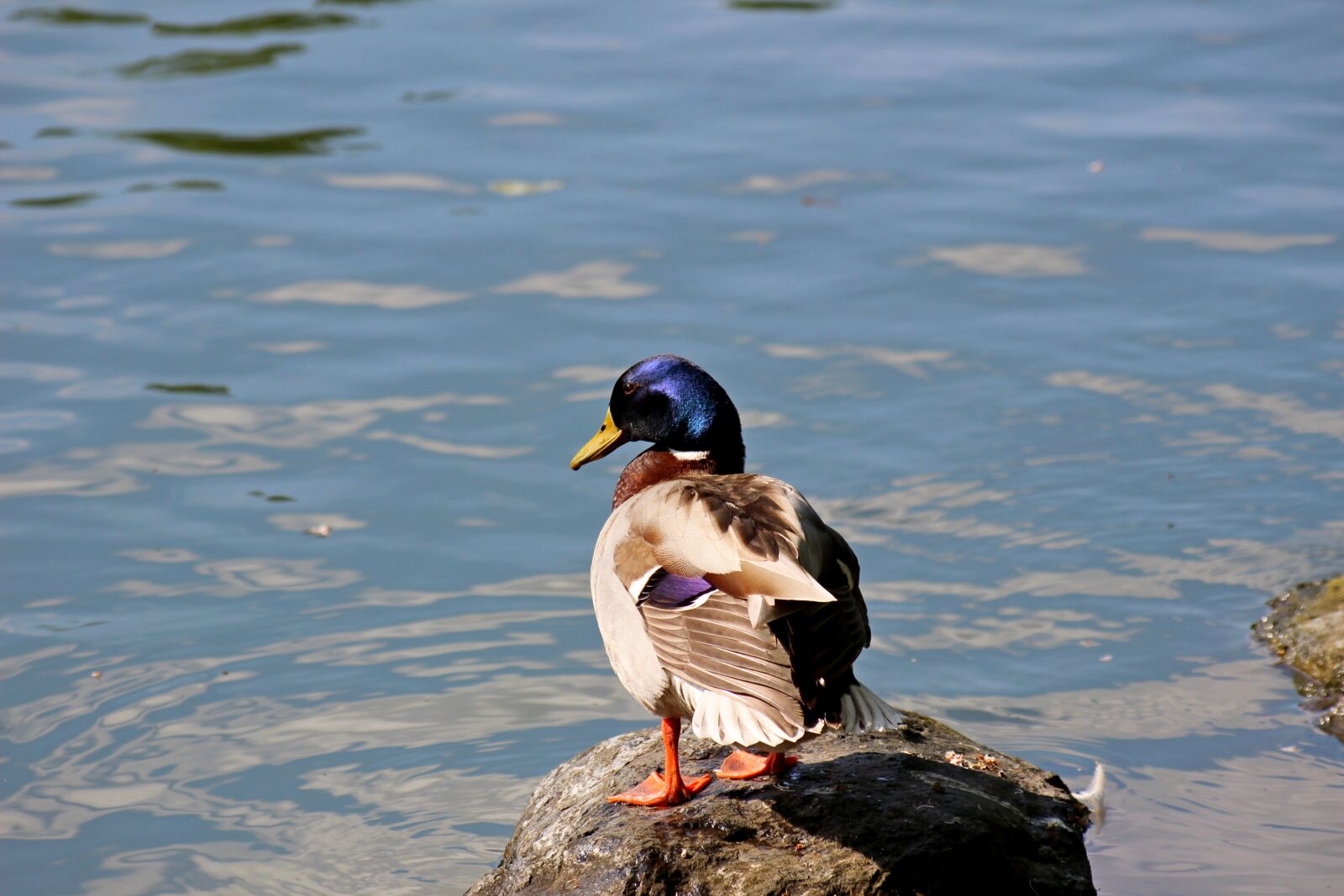 Canon EOS 600D (Rebel EOS T3i / EOS Kiss X5) sample photo. Lake, water, bird photography