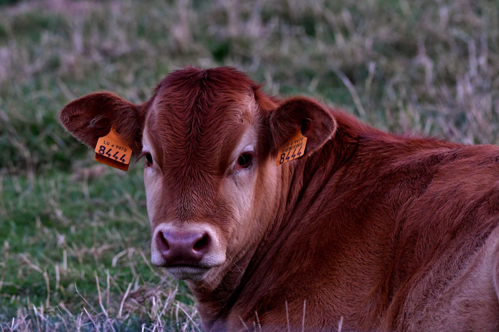 Nikon D500 sample photo. Calf, cow, cattle photography