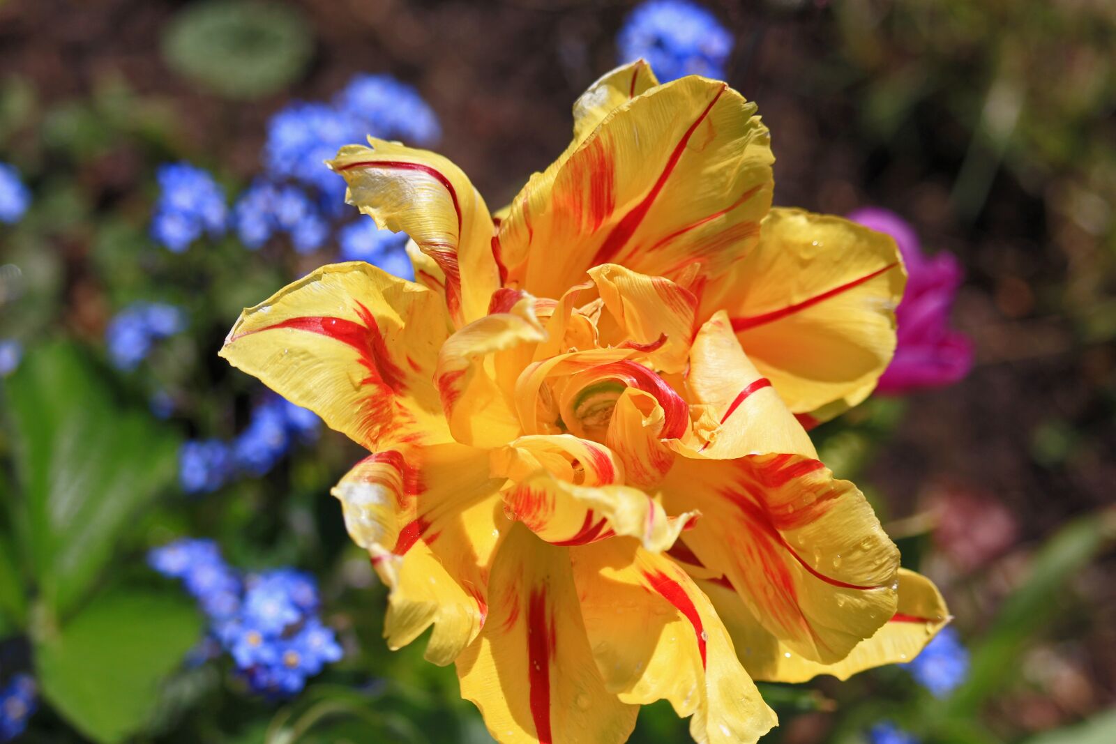 Canon EOS 700D (EOS Rebel T5i / EOS Kiss X7i) sample photo. Tulips, spring, garden photography