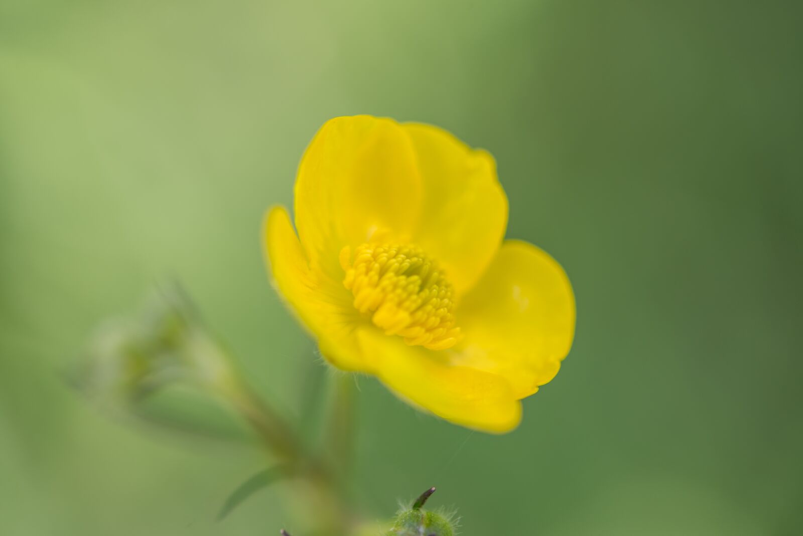 Nikon D600 sample photo. Buttercup, flower, blossom photography