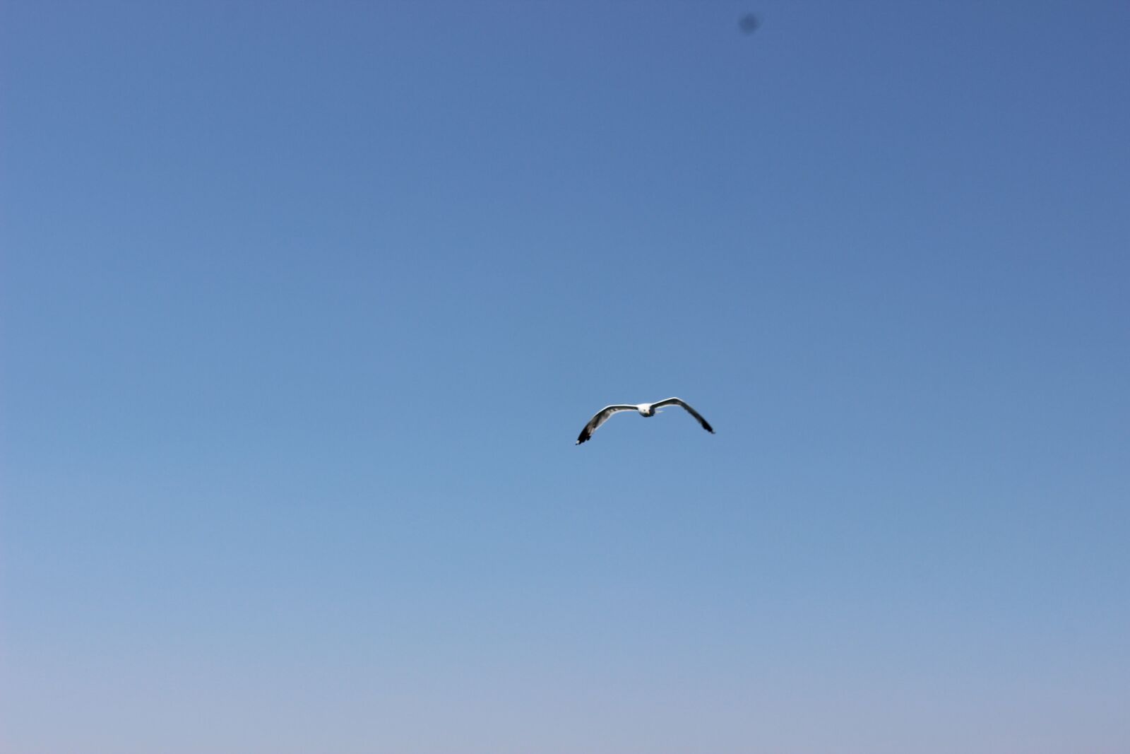 Canon EOS 600D (Rebel EOS T3i / EOS Kiss X5) sample photo. Sky, sea, freedom photography