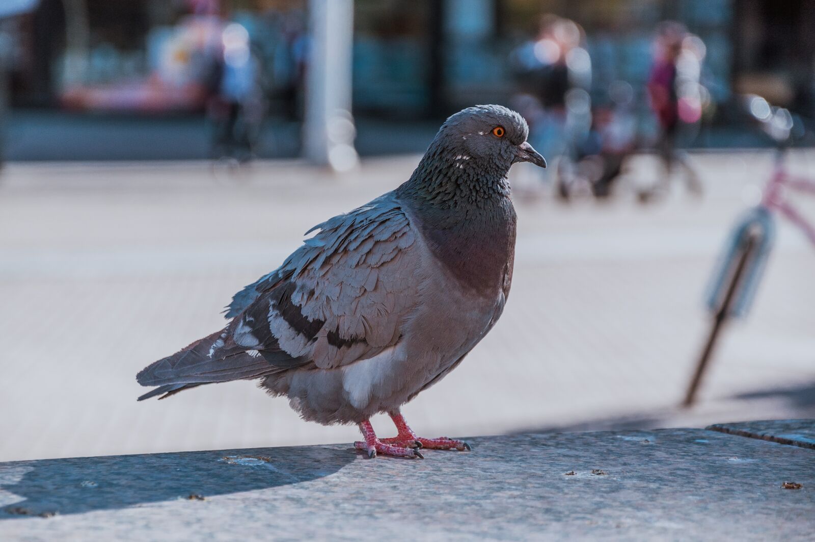 Nikon D90 sample photo. Pigeon, city, dove photography