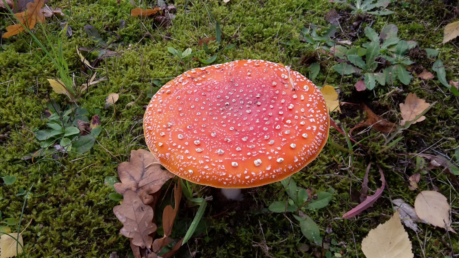Samsung Galaxy S5 Mini sample photo. Mushroom, nature, autumn photography