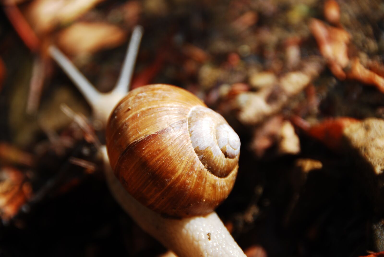 Nikon D80 sample photo. Shell, snail, close up photography