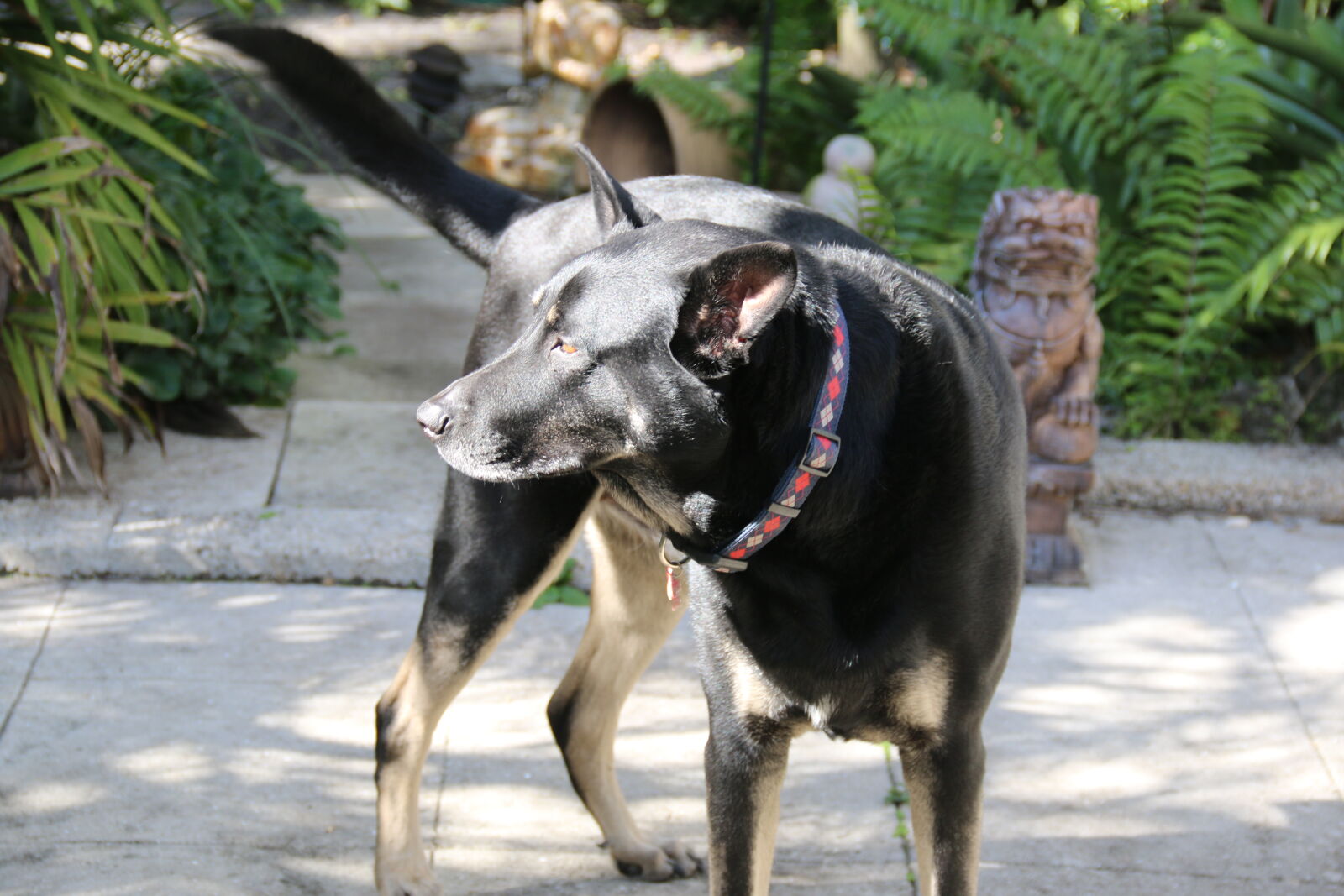 Canon EF-S 18-135mm F3.5-5.6 IS sample photo. Dog, shepard photography