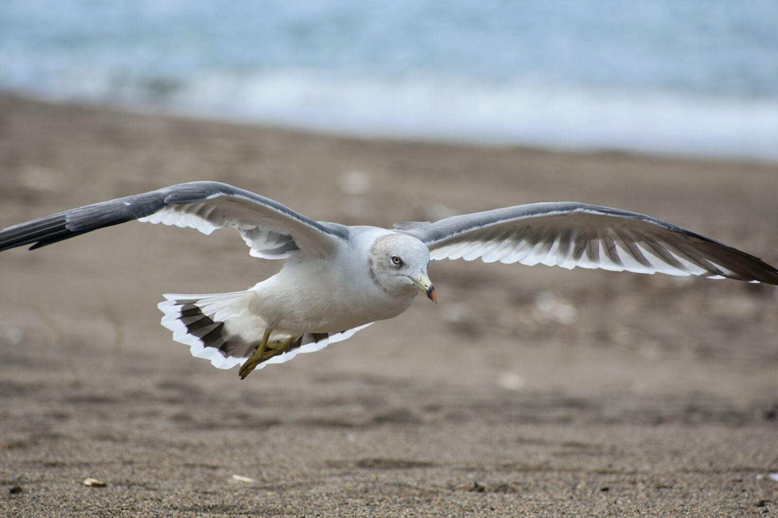 Nikon D7200 sample photo. Animal, sea, beach photography