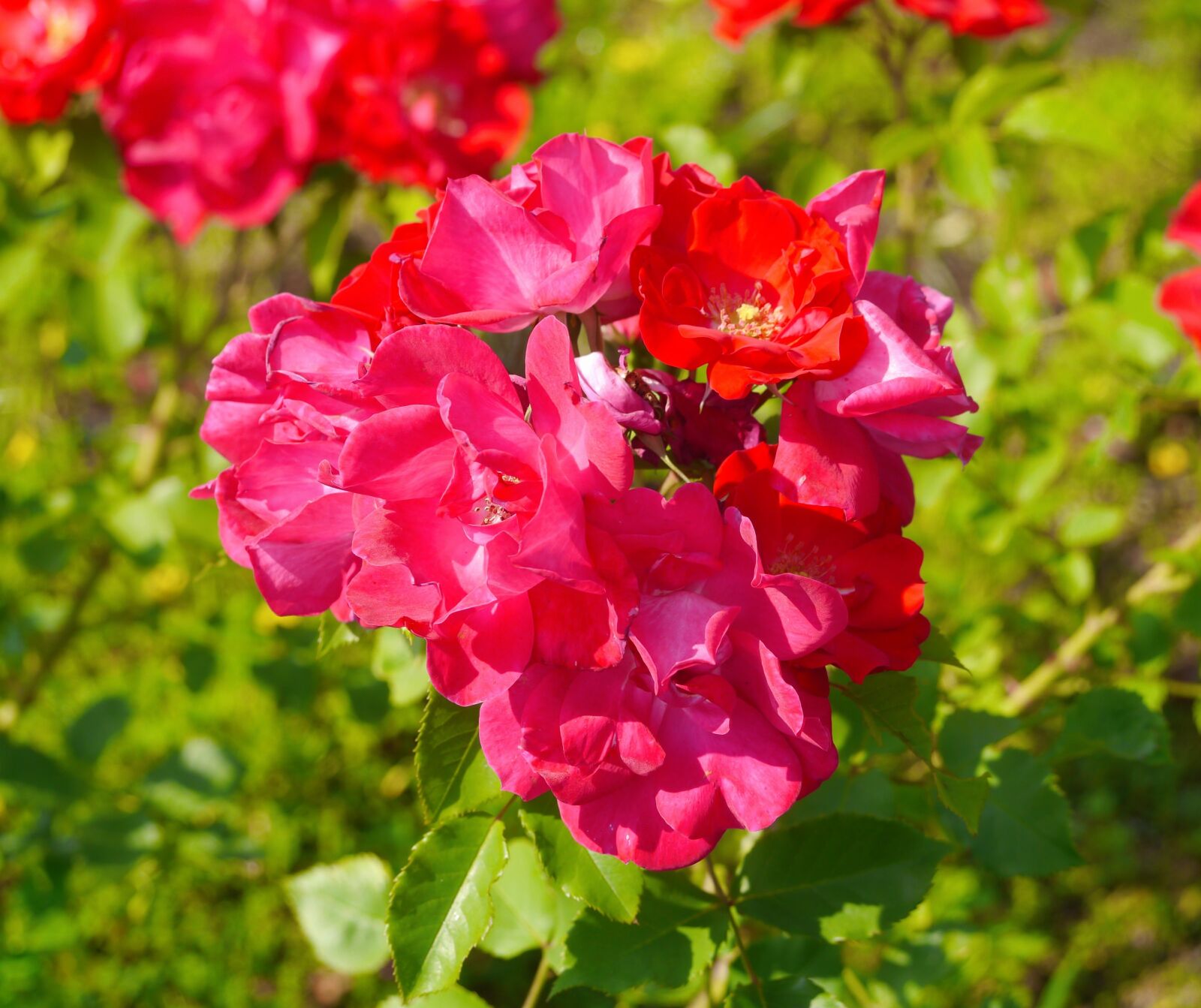 Panasonic Lumix DMC-GX1 sample photo. Verny park, rose, large photography
