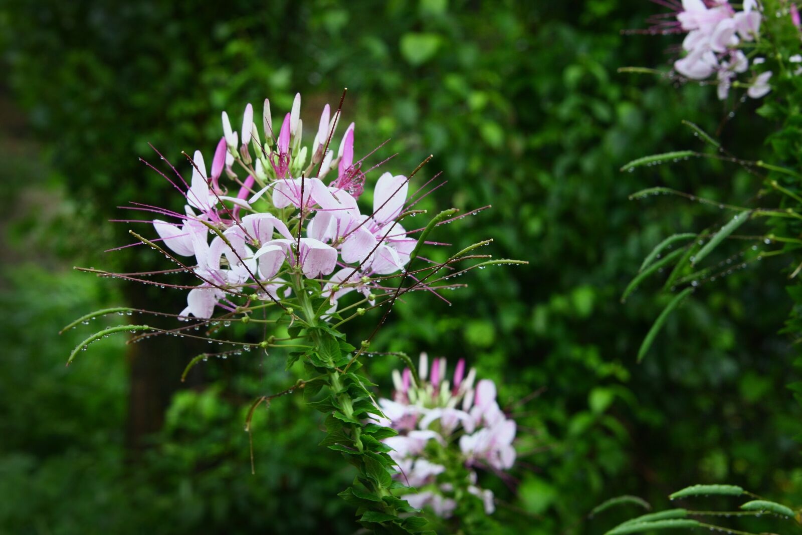 Canon EOS 40D sample photo. Flowers, nature, plants photography