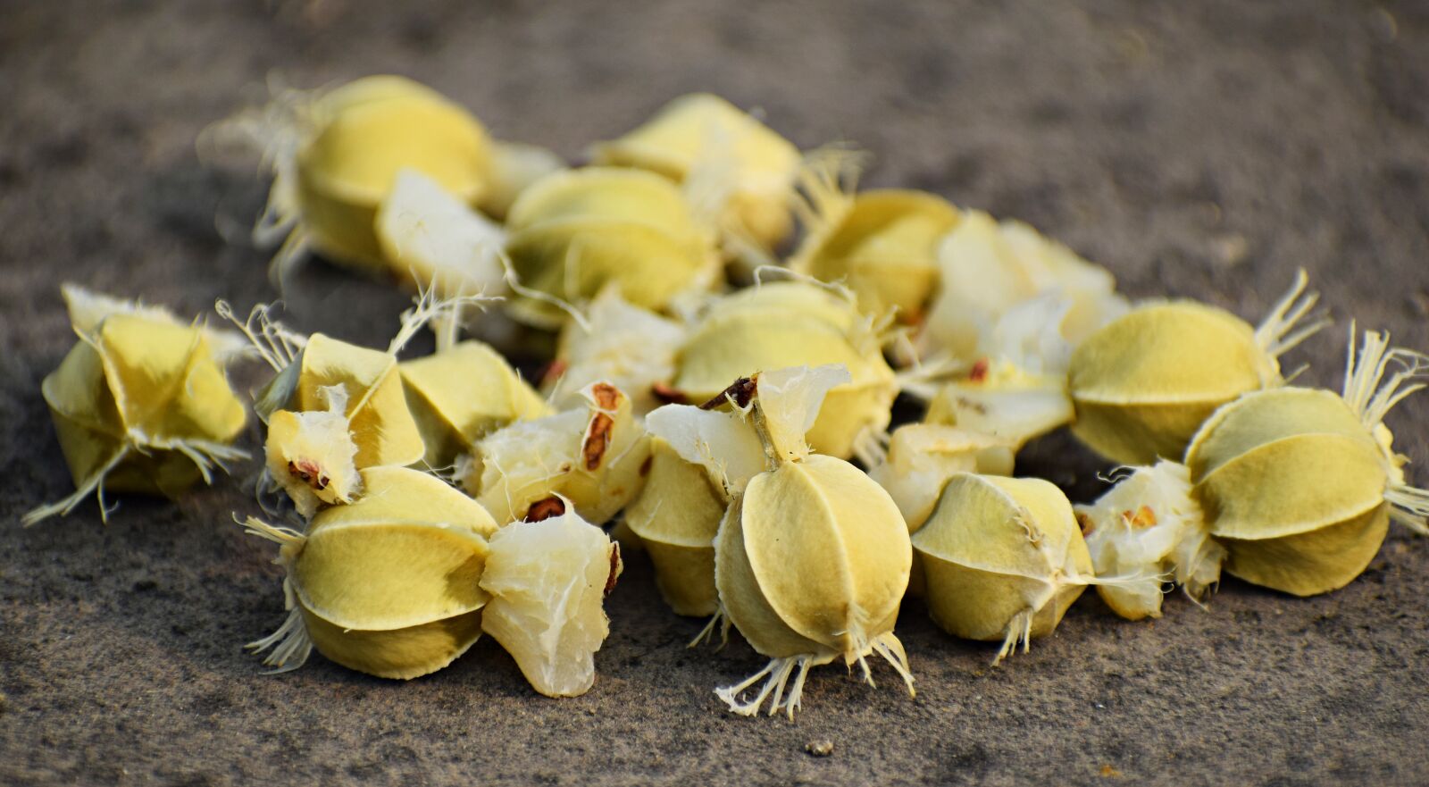 Nikon D3300 sample photo. Phyllanthus, emblica, amla photography