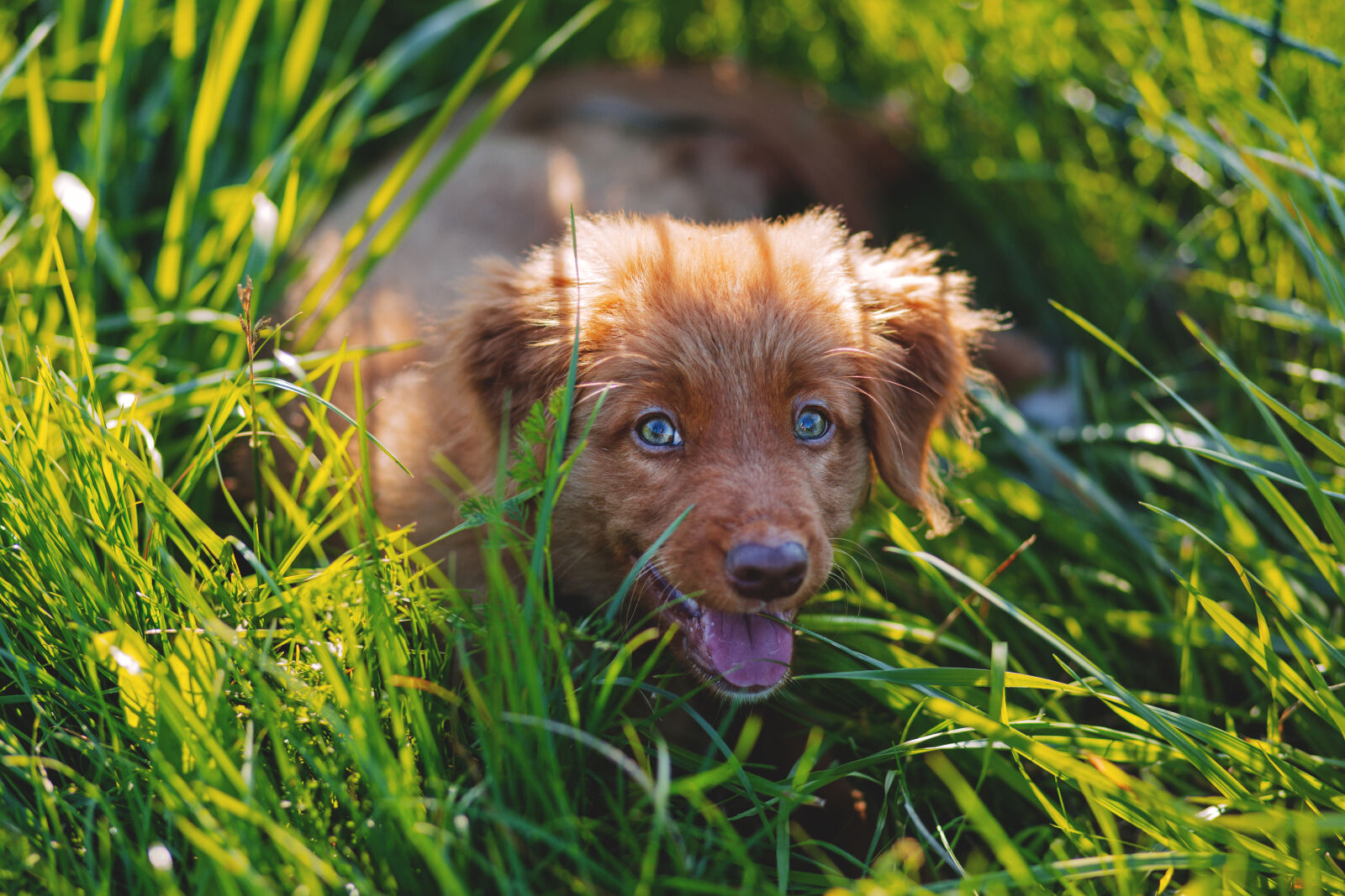 Canon EF 85mm F1.8 USM sample photo. Brown, short, haired, puppy photography