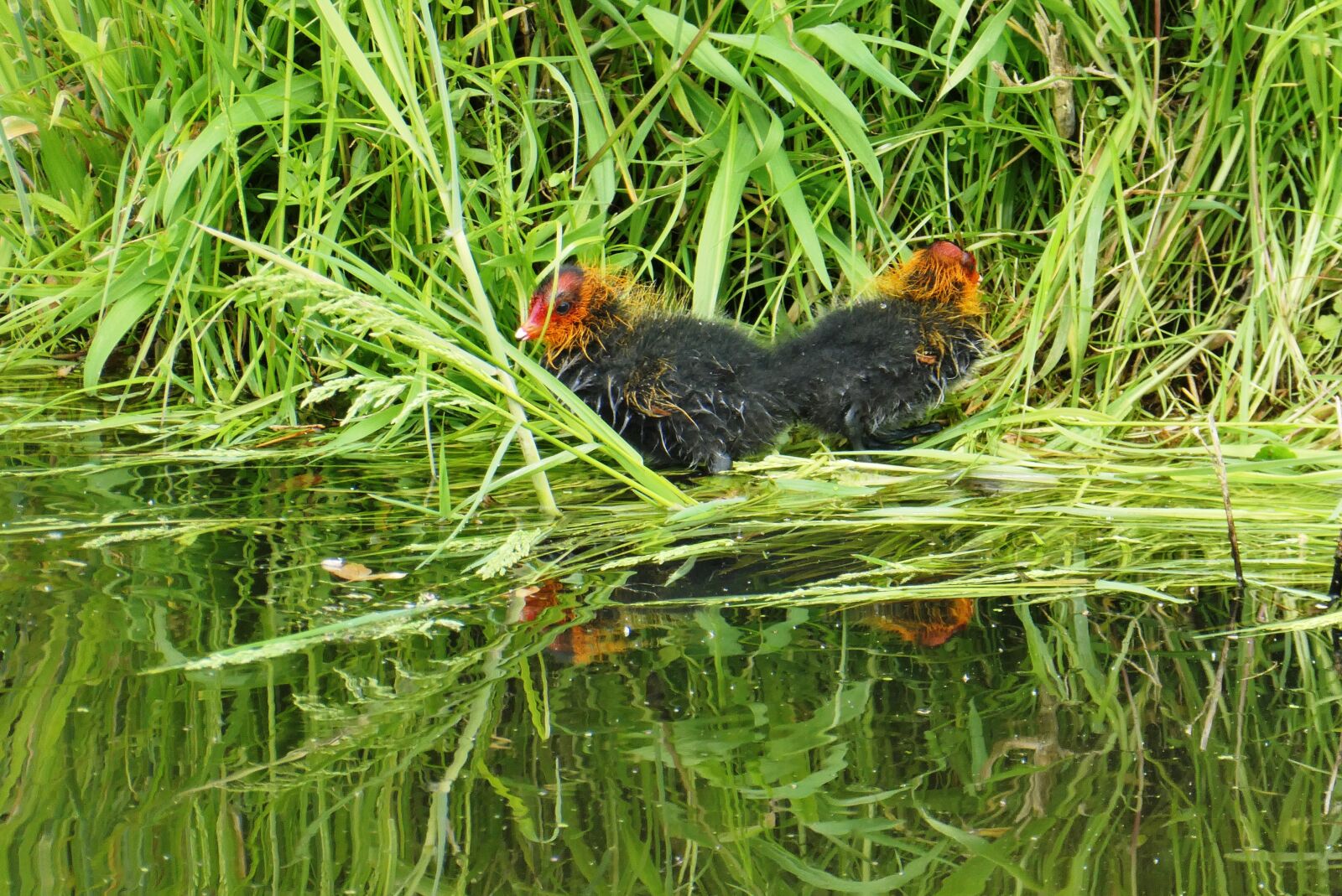 Panasonic Lumix DC-ZS70 (Lumix DC-TZ90) sample photo. Coot, fledglings, spring photography