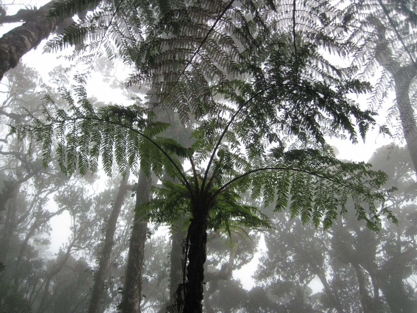Canon PowerShot D10 sample photo. Fern, jungle, mist photography