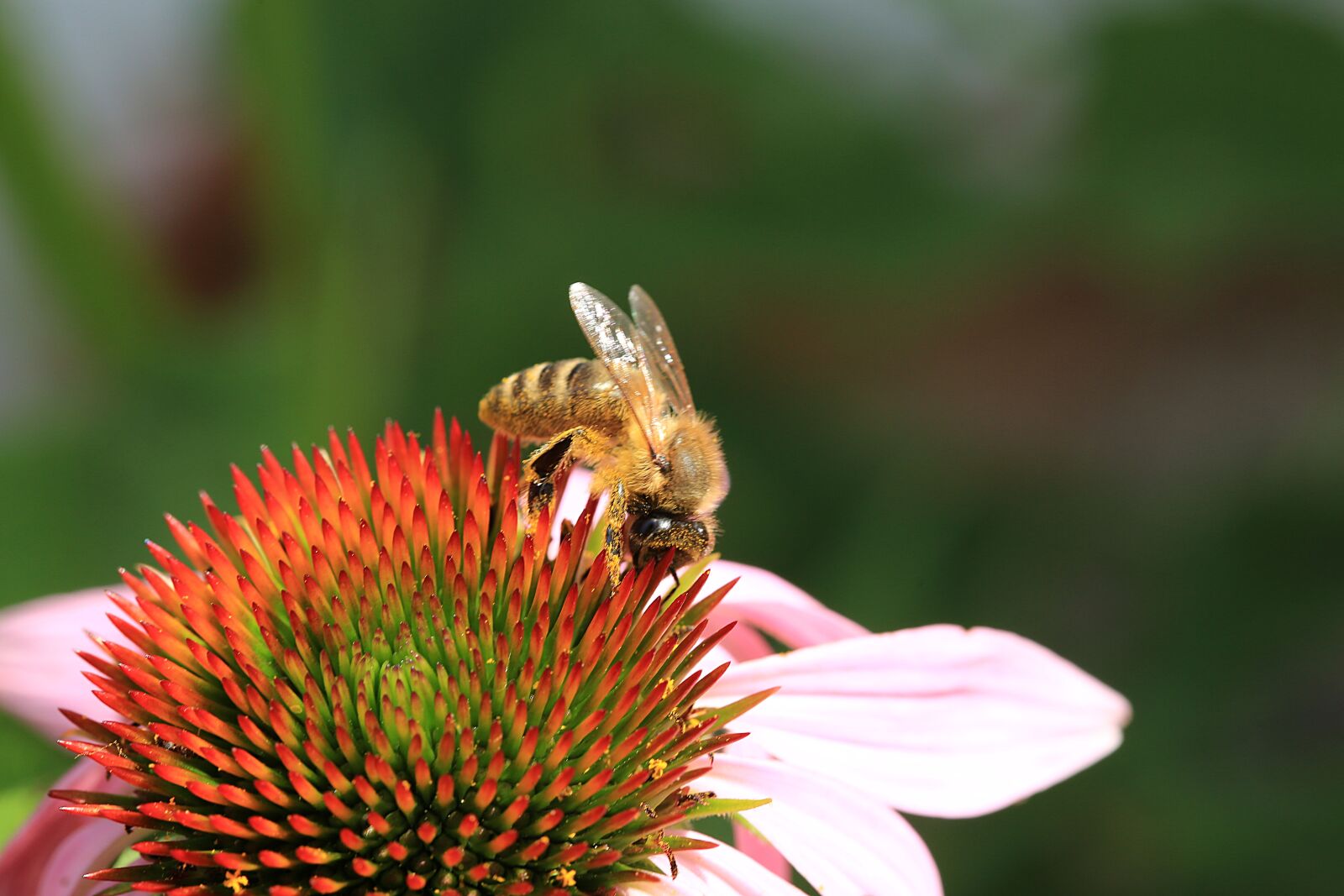 Canon EF 100mm F2.8L Macro IS USM sample photo. Flower, bee, insect photography