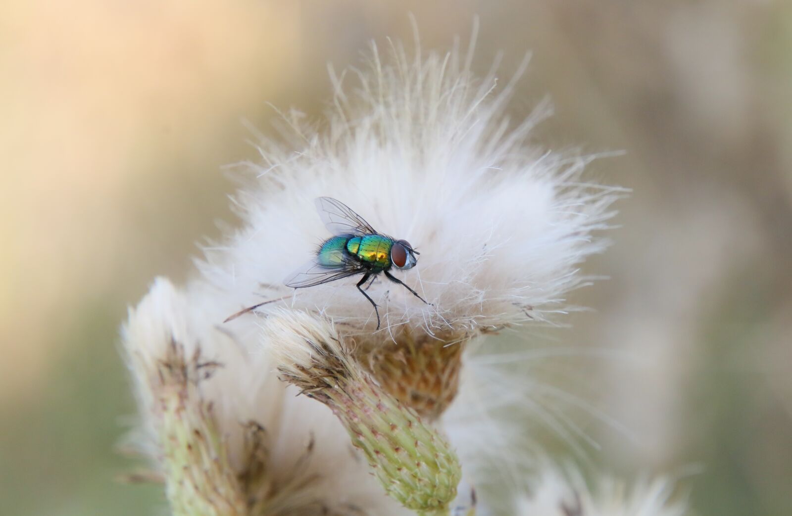 Canon EOS 70D + Tamron 16-300mm F3.5-6.3 Di II VC PZD Macro sample photo. Fly, green, flower photography