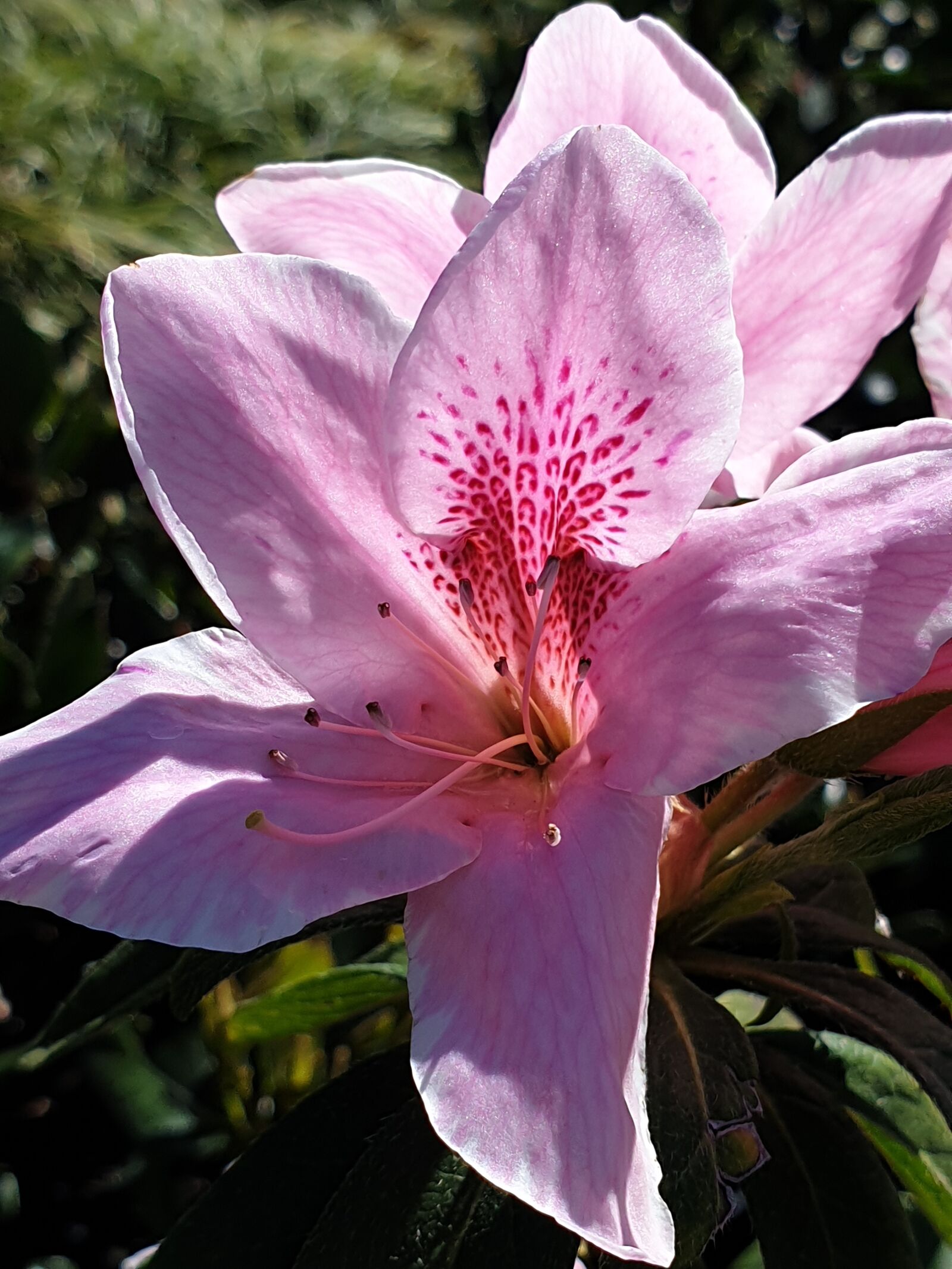 Samsung Galaxy S9 sample photo. Azalea, pink, flower photography
