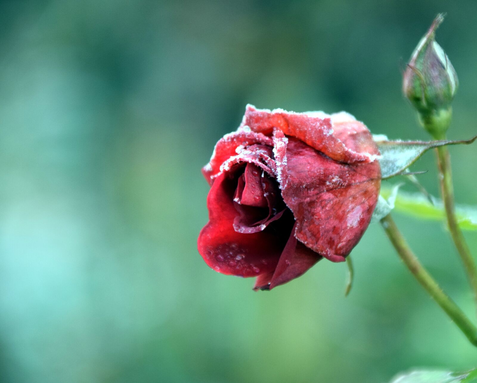 Nikon D3300 sample photo. Rose, frost, winter photography