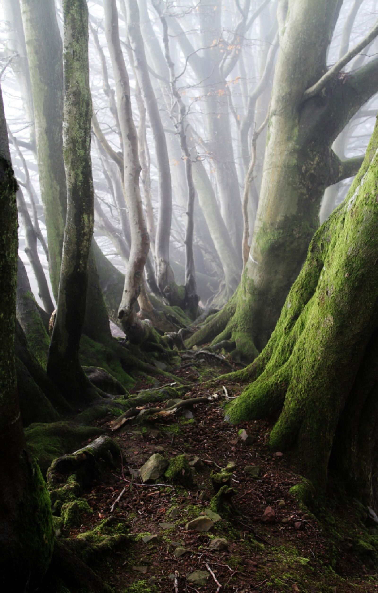 Canon EOS 7D sample photo. Green, gray, tall, trees photography