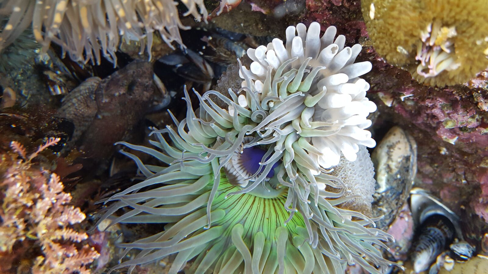 Samsung Galaxy S6 sample photo. Animal, anemone, cnidoblasts photography