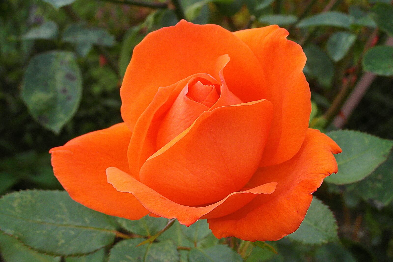 Samsung WB750 sample photo. Rose, flower, orange photography