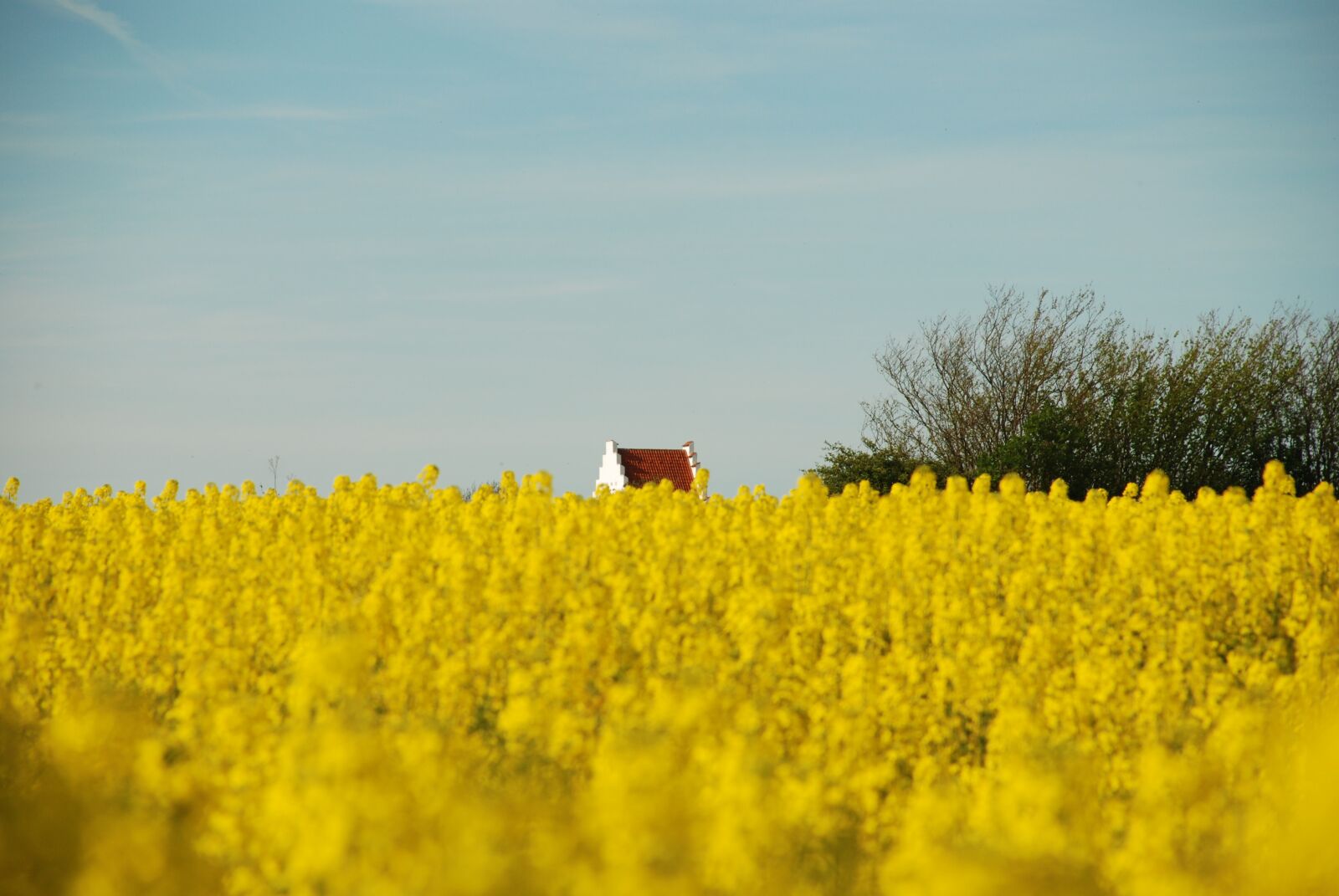 Nikon D80 sample photo. Agriculture, field, crop photography