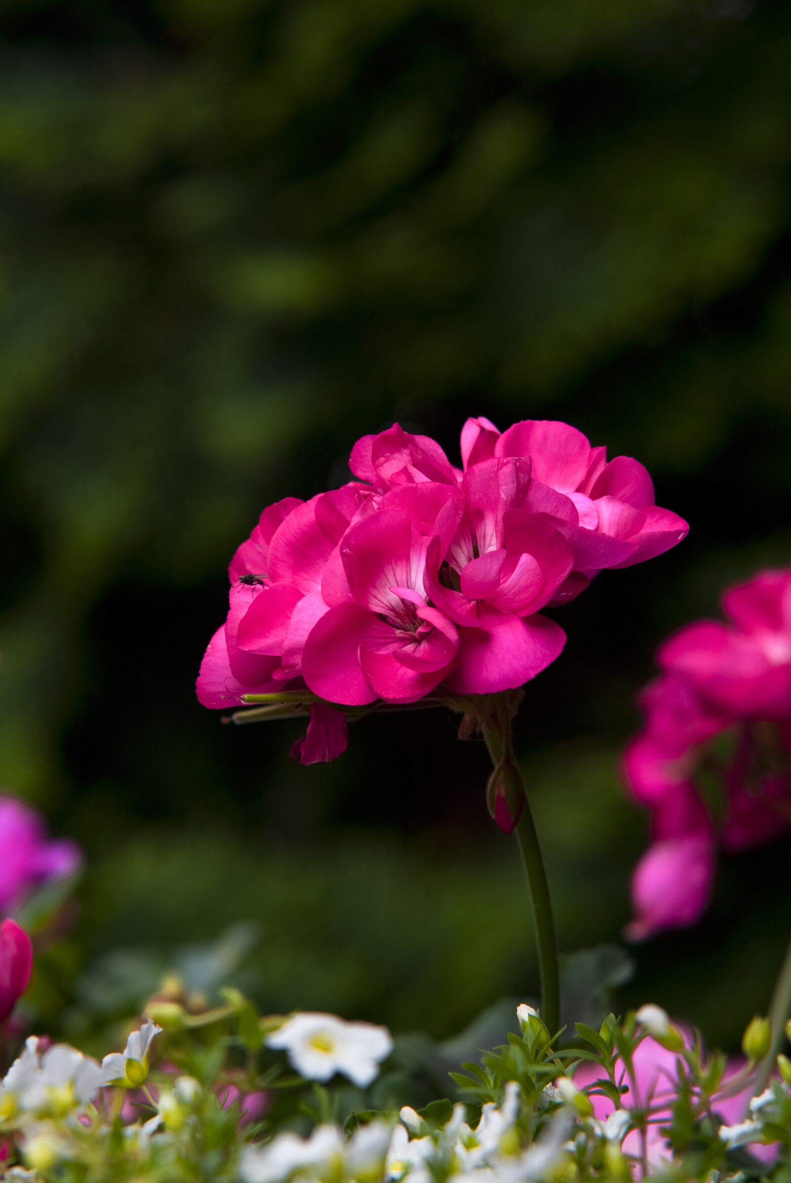 Fujifilm FinePix S3 Pro sample photo. Flower, nature, plant photography