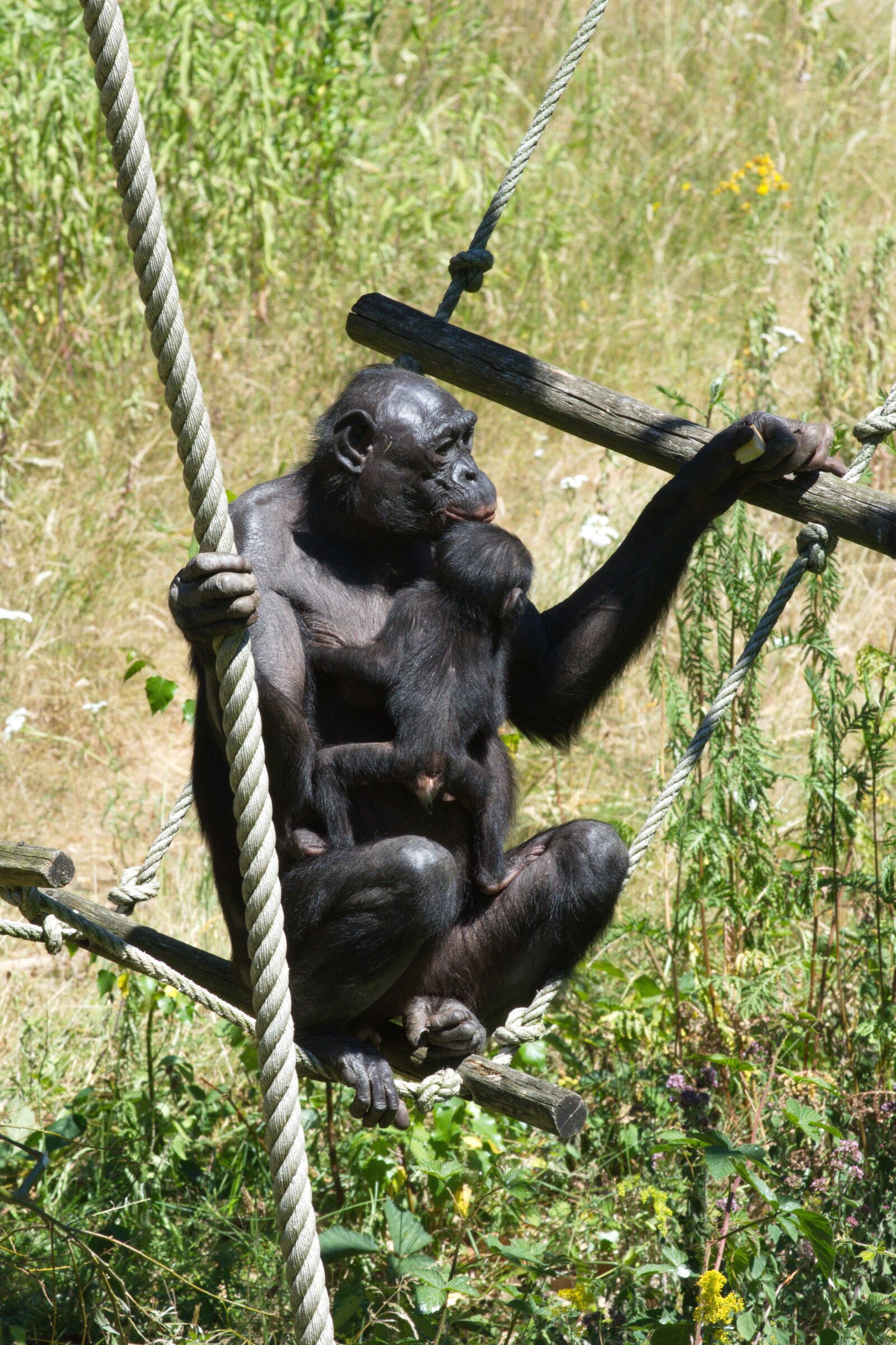 Nikon D7200 sample photo. Monkeys, apenheul, chimpanzee photography