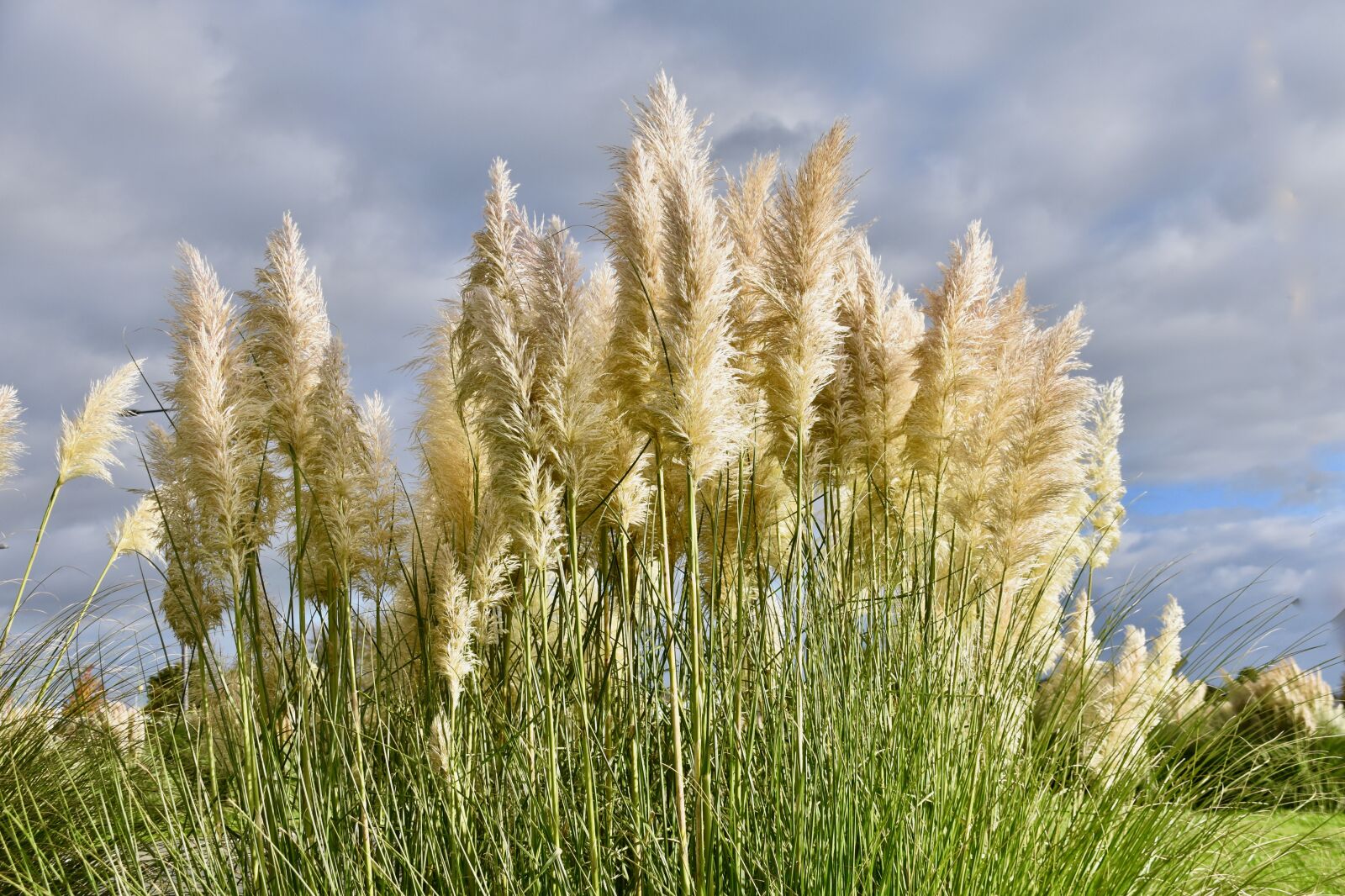 Nikon D5600 sample photo. Herbs of pampa, plants photography