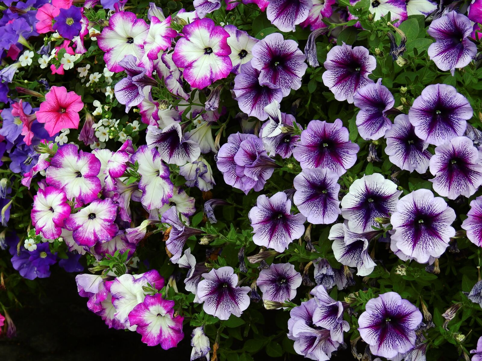 Nikon Coolpix P900 sample photo. Flowers, blossom, bloom photography