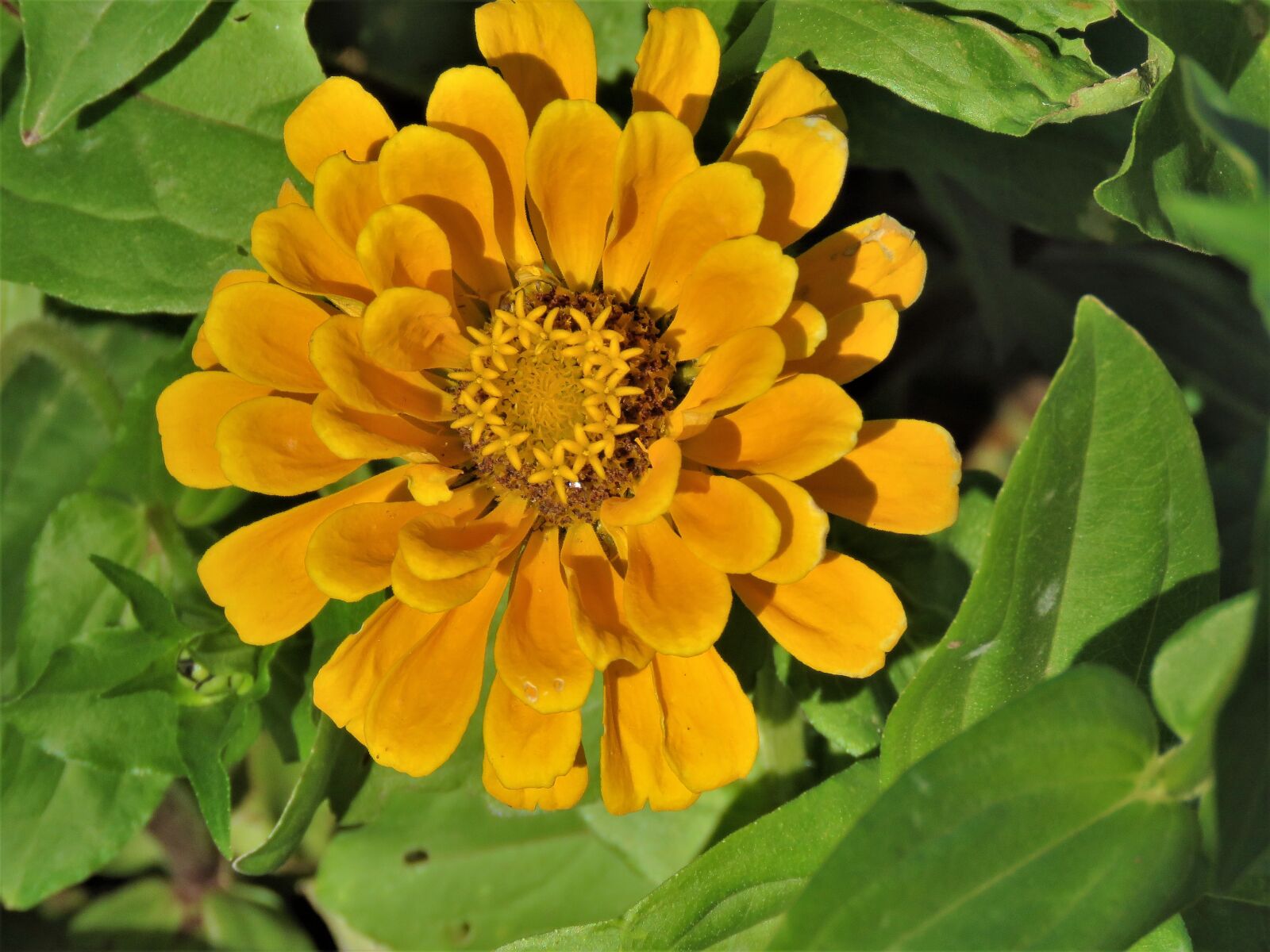 Canon PowerShot SX60 HS sample photo. Flower, deep yellow, green photography