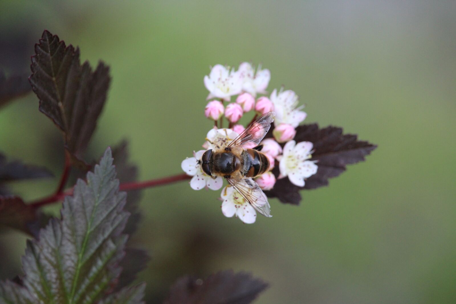 Canon EOS 1200D (EOS Rebel T5 / EOS Kiss X70 / EOS Hi) sample photo. Bee, blossom, bloom photography