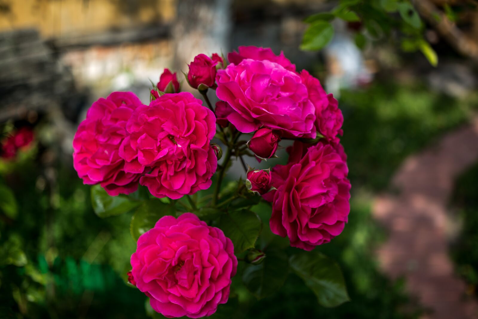 Canon EOS 80D sample photo. Roses, flowers, petals photography