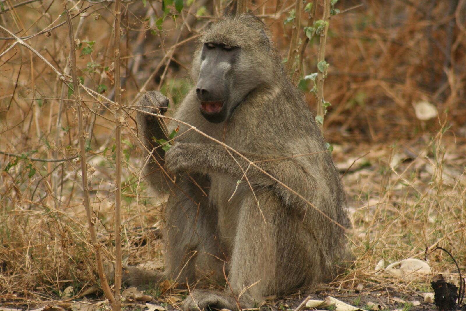 Canon EOS 350D (EOS Digital Rebel XT / EOS Kiss Digital N) sample photo. Animals, monkeys, wild life photography