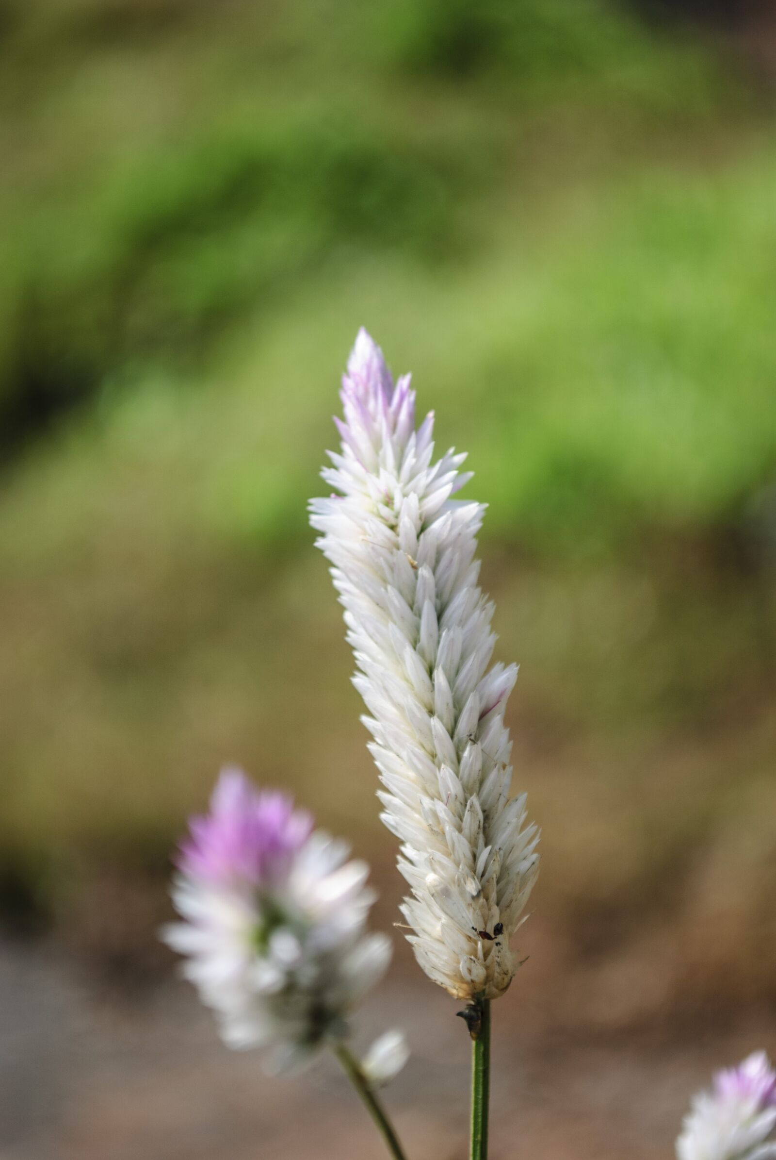Nikon D60 sample photo. Nature, flower, flora photography