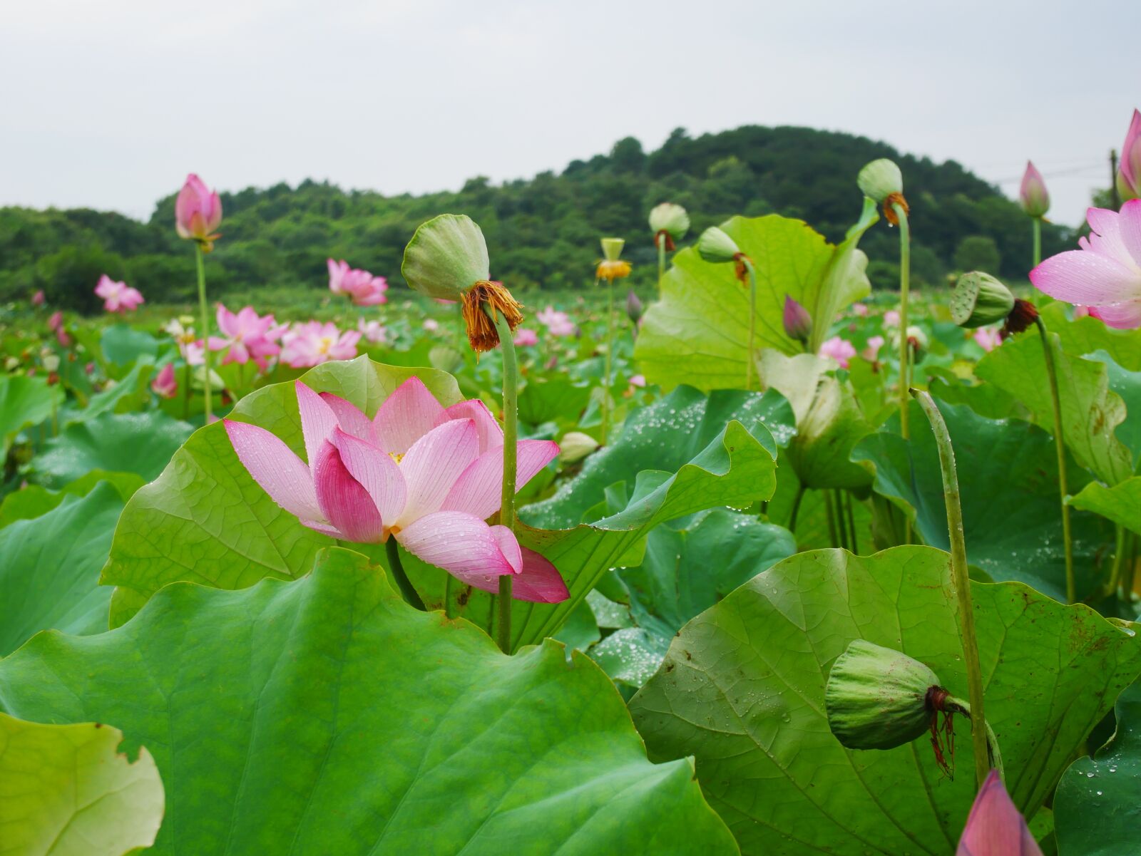 Panasonic Lumix DMC-GX85 (Lumix DMC-GX80 / Lumix DMC-GX7 Mark II) sample photo. Plant, lotus, rain photography