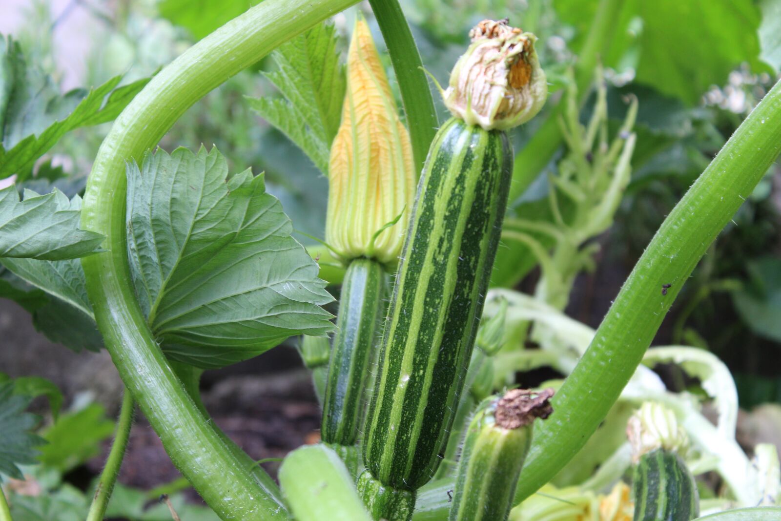 Canon EOS 1300D (EOS Rebel T6 / EOS Kiss X80) sample photo. Zucchini, green zucchini, vegetables photography
