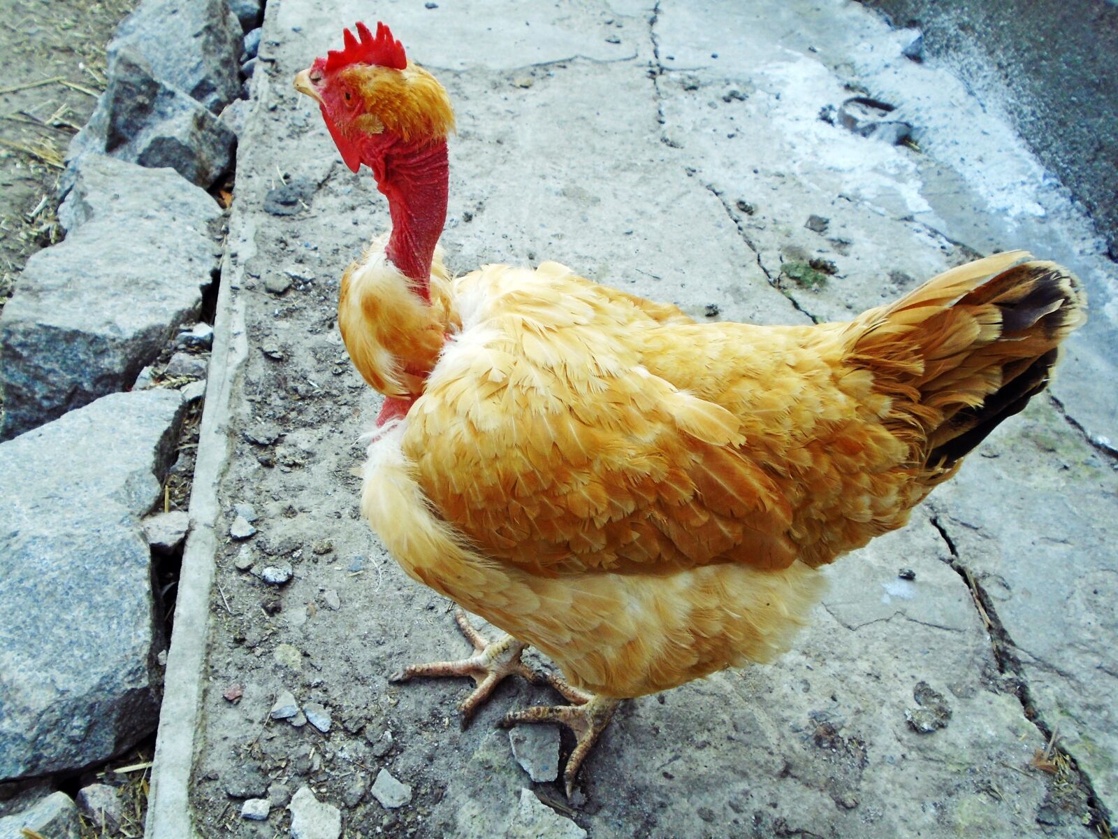 Sony Cyber-shot DSC-W800 sample photo. Animal, bird, chicken photography