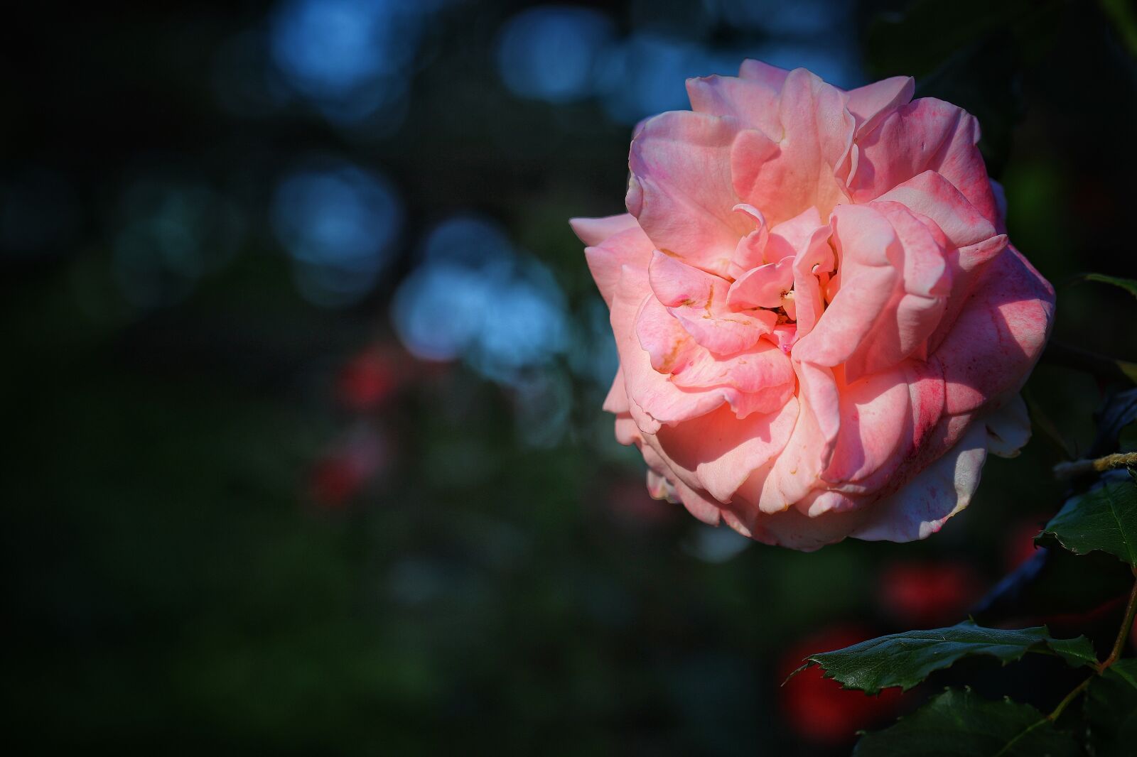 Canon EF 100mm F2.8L Macro IS USM sample photo. Rose, roses, macro photography