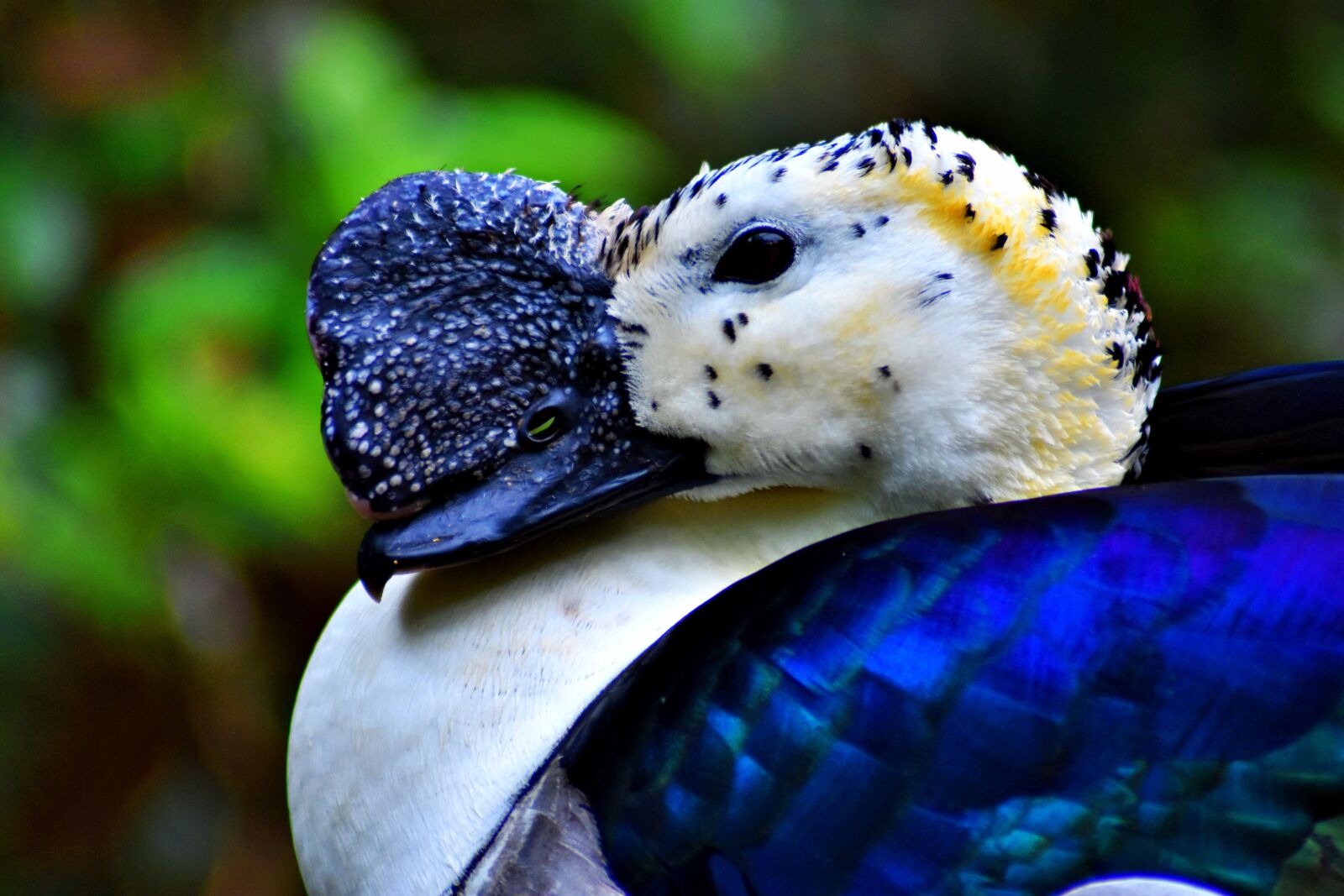 Nikon D3400 sample photo. Bird, nature, animal photography